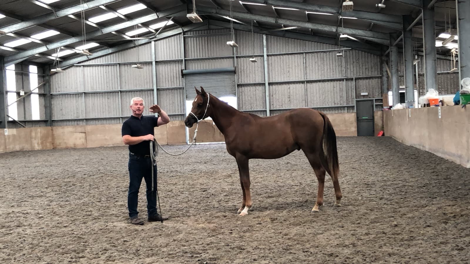Body Work for Equine Health
